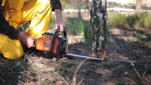 Best Stump Grinding and Removal  in Watertown, NY