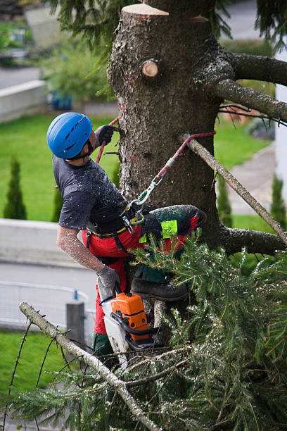 Reliable Watertown, NY Tree Removal Solutions