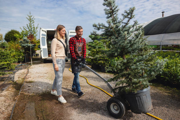 How Our Tree Care Process Works  in  Watertown, NY